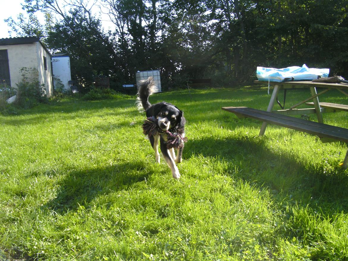 Blanding af racer Paco billede 4