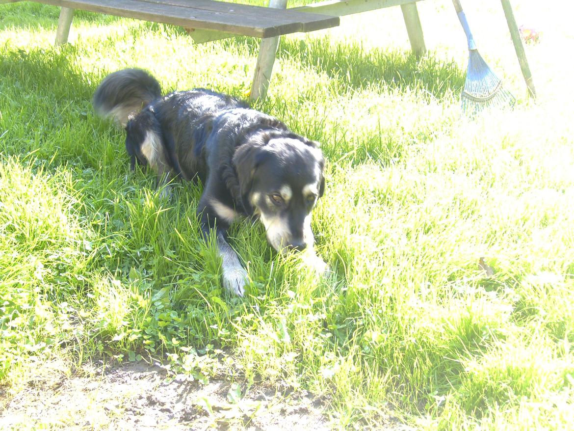 Blanding af racer Paco billede 5