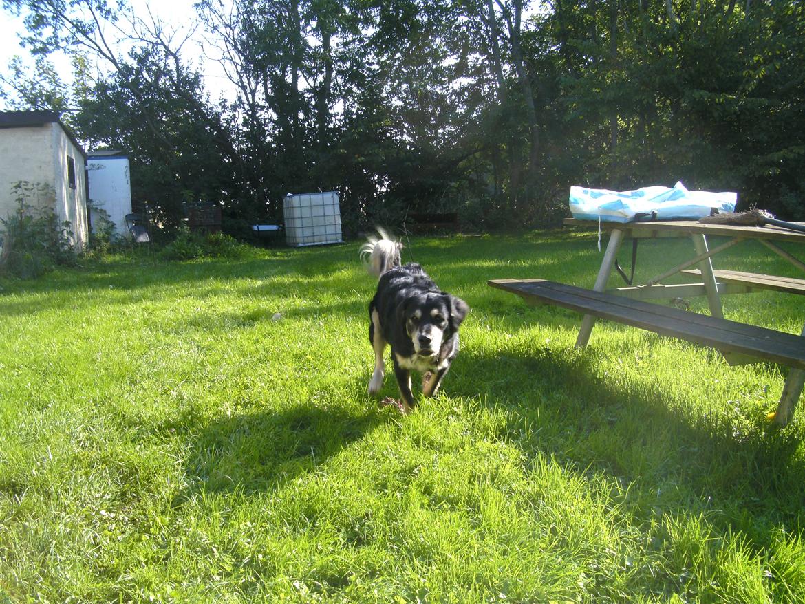 Blanding af racer Paco billede 6