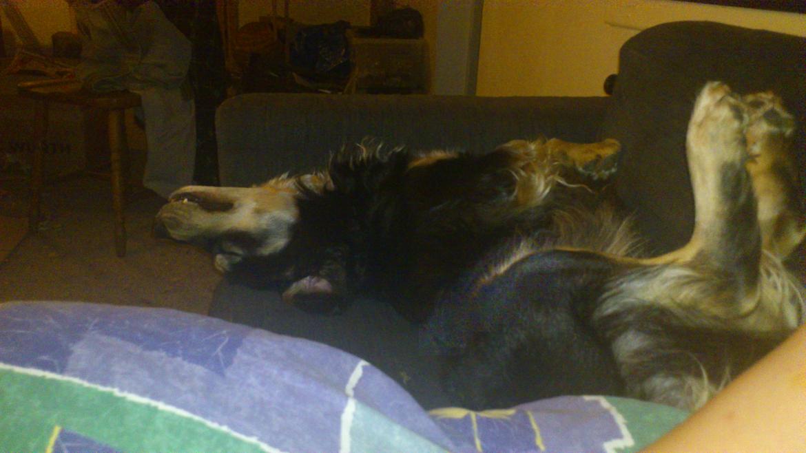 Blanding af racer Paco billede 7