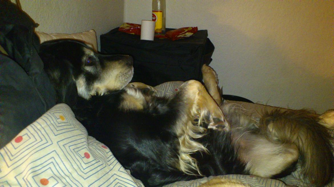 Blanding af racer Paco billede 8