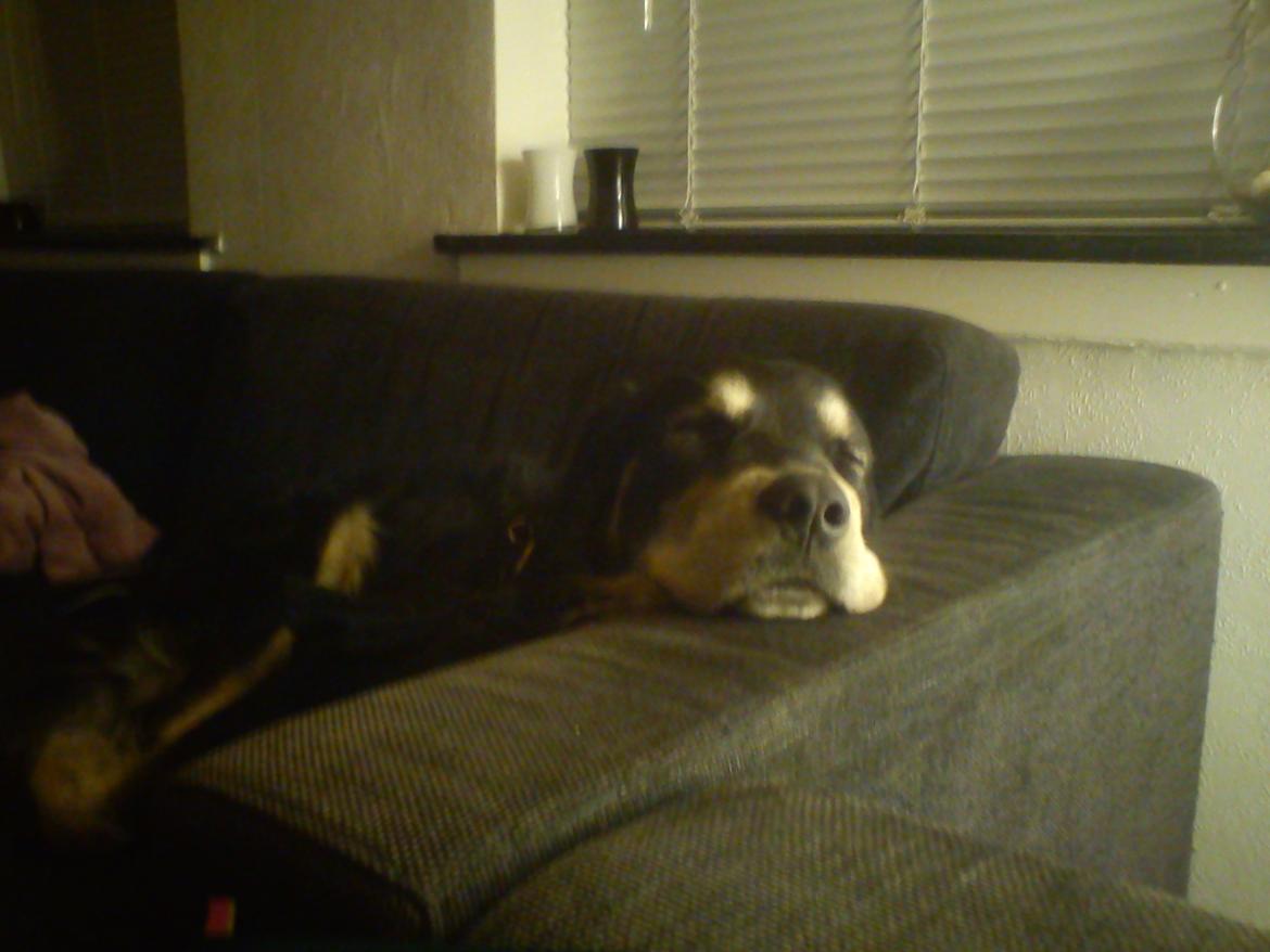 Blanding af racer Paco billede 9