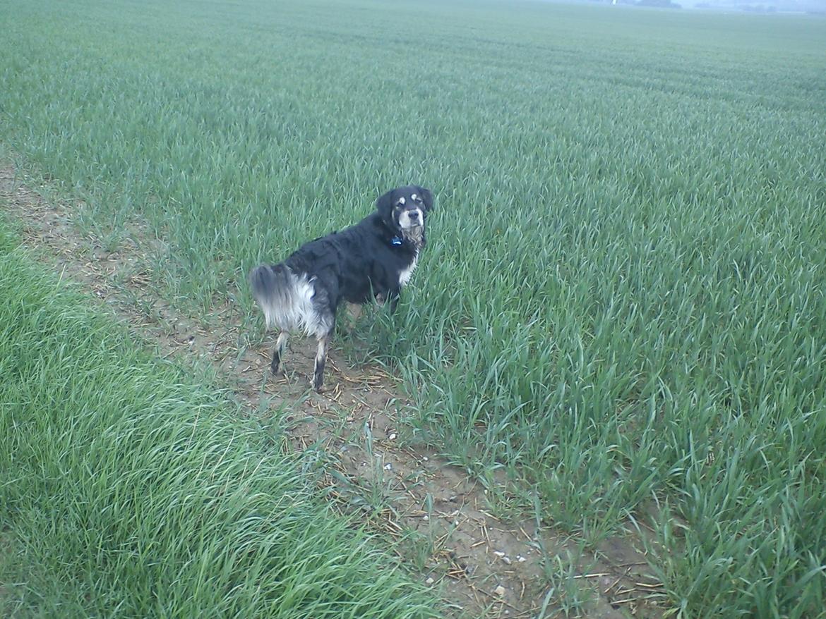 Blanding af racer Paco billede 10