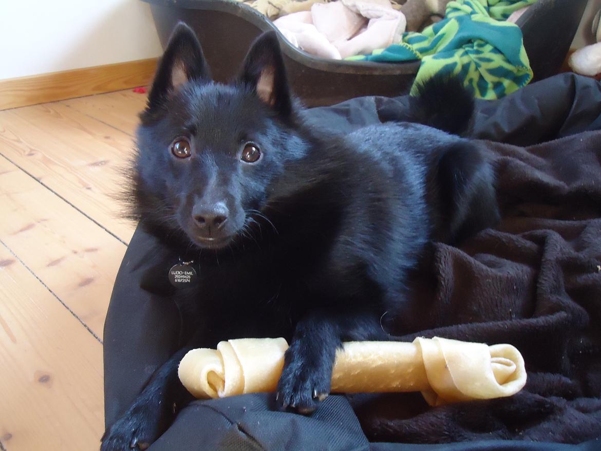 Schipperke Pri-wat Emil (Ludo) - har stjået et ben fra min "mor" Mischa, så nu jeg rigtig stolt af mig selv.  billede 3