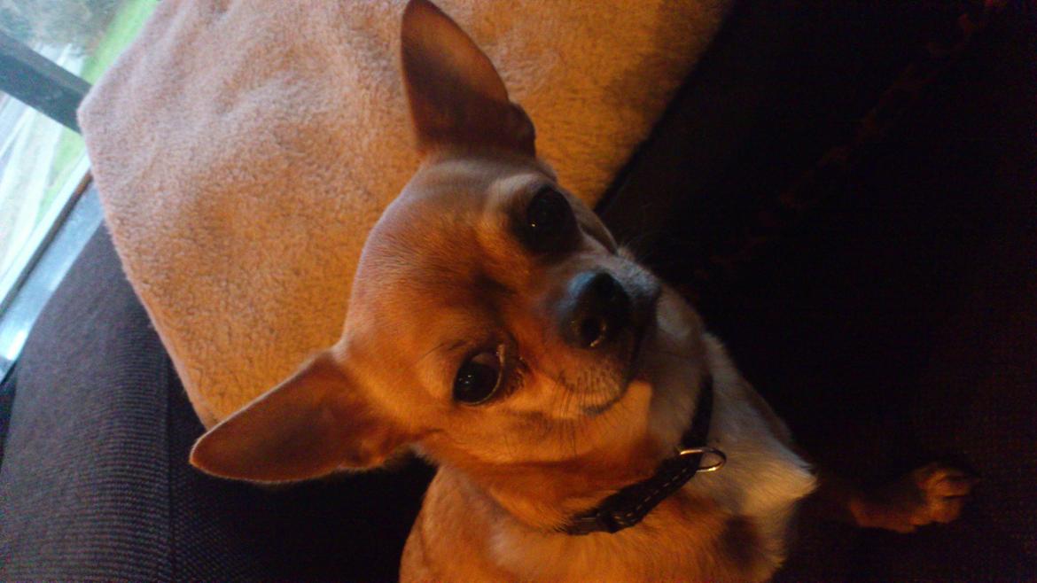 Chihuahua Casper billede 4