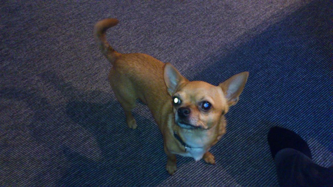 Chihuahua Casper billede 11