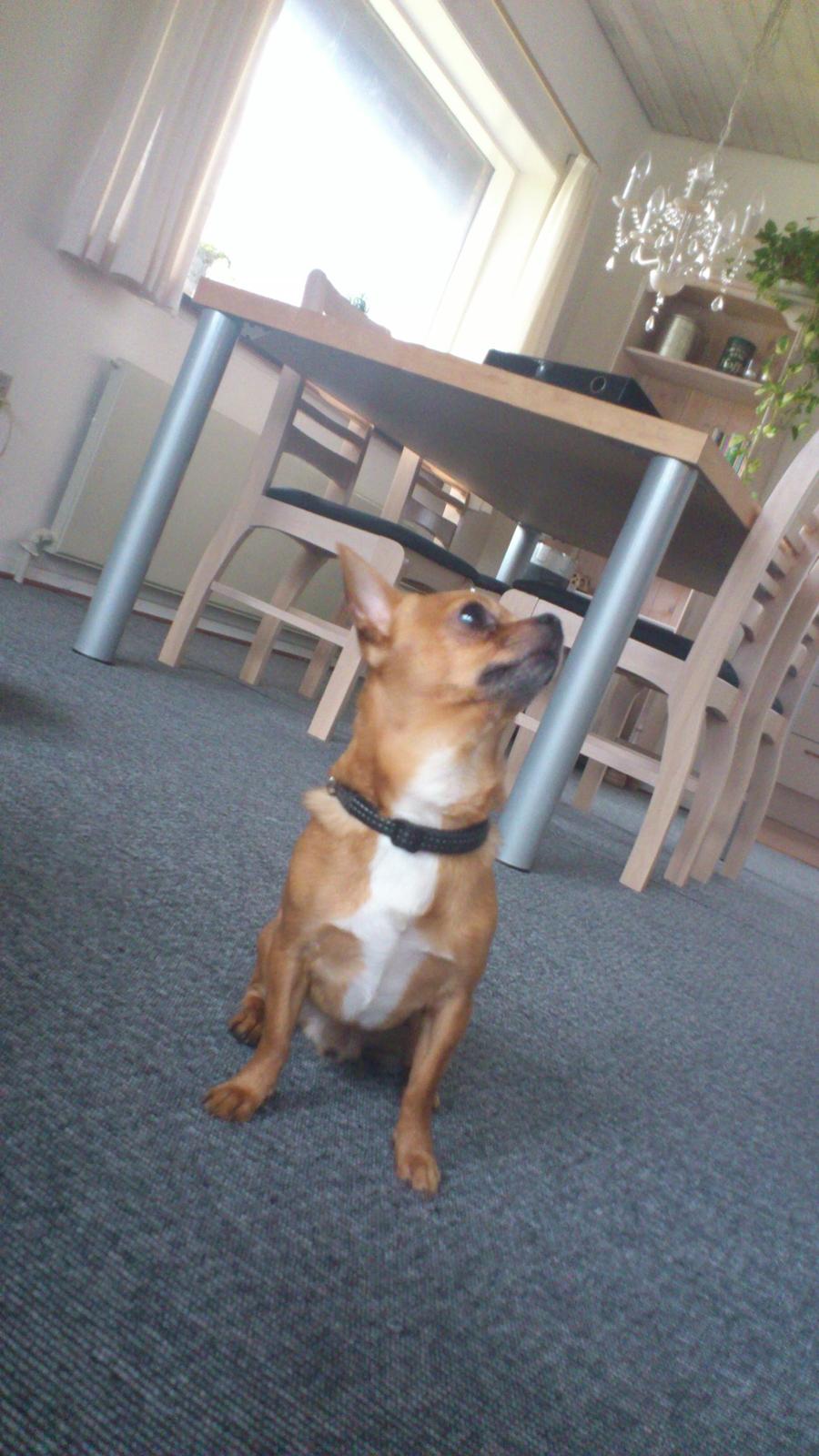 Chihuahua Casper billede 5