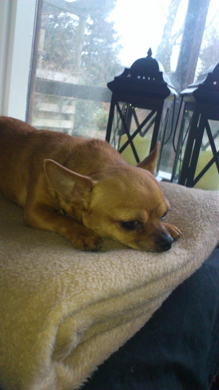 Chihuahua Casper - puha hvor er jeg træt. billede 10