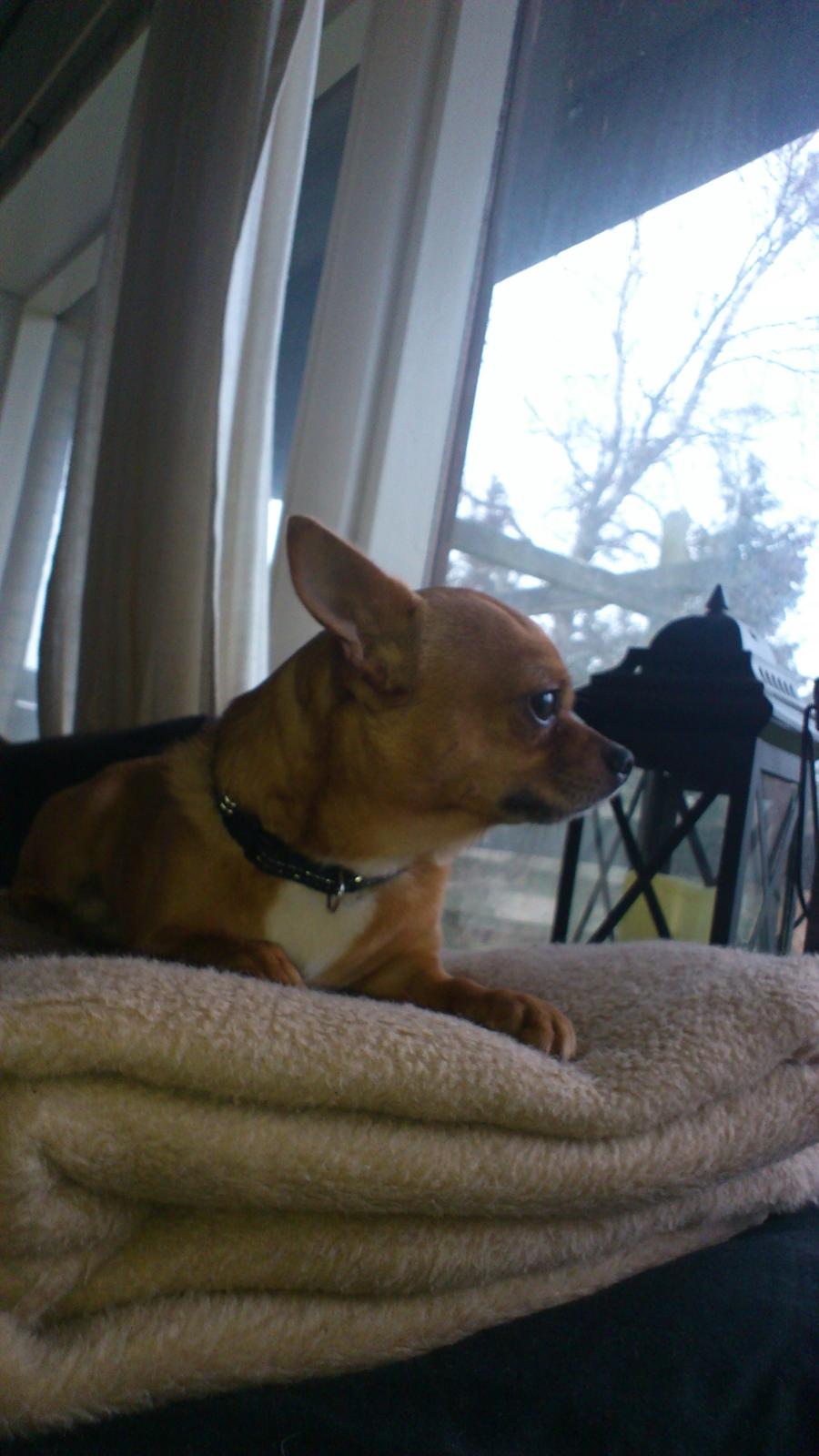 Chihuahua Casper - elsker og se ud i haven. billede 9