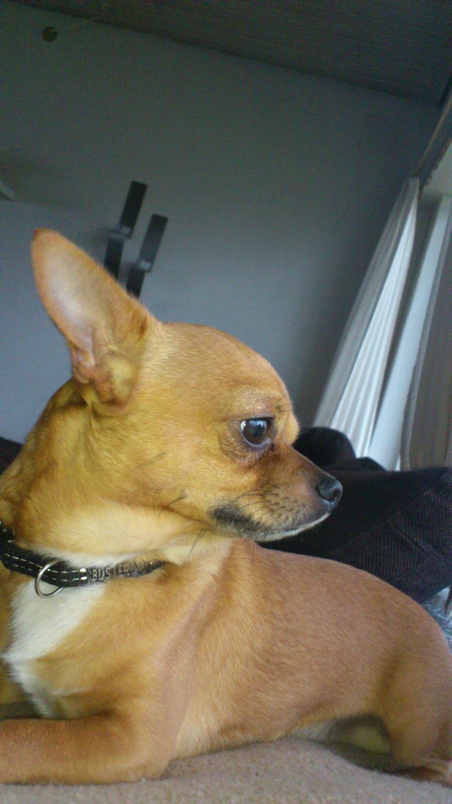 Chihuahua Casper billede 1