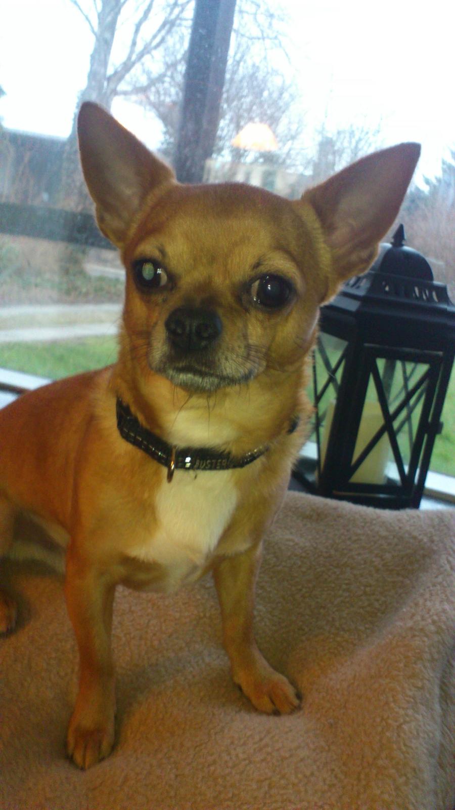 Chihuahua Casper billede 2