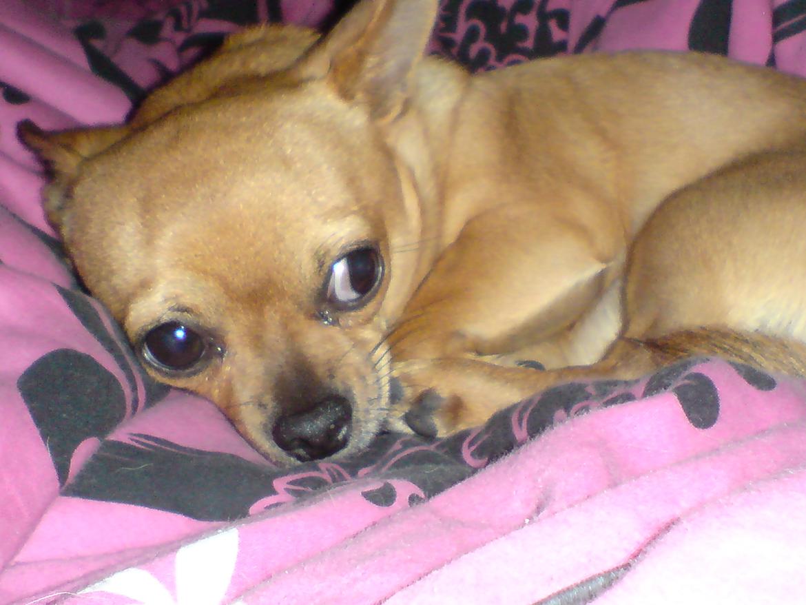 Chihuahua Casper billede 8