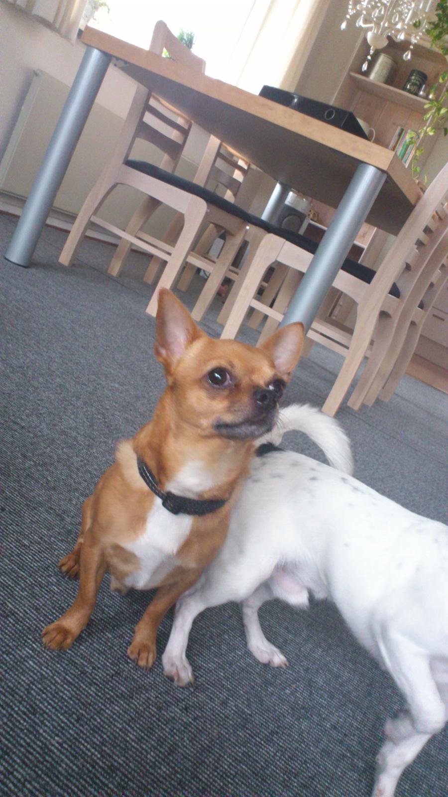 Chihuahua Casper billede 6