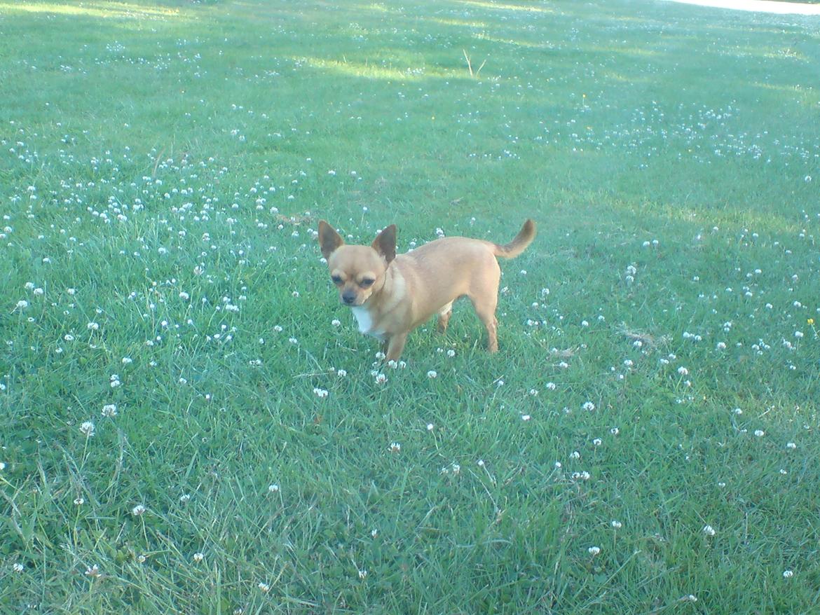 Chihuahua Casper billede 12