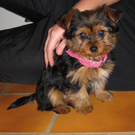 Yorkshire terrier Luna - Luna 10 uger billede 1
