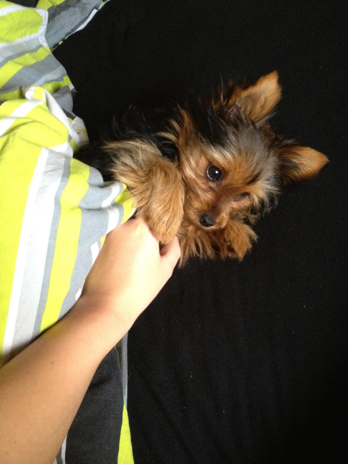 Yorkshire terrier Luna - Luna 16 uger billede 6