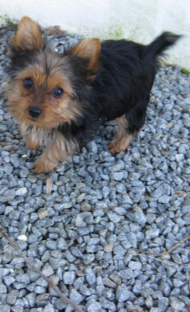 Yorkshire terrier Luna - Luna 15 uger billede 4
