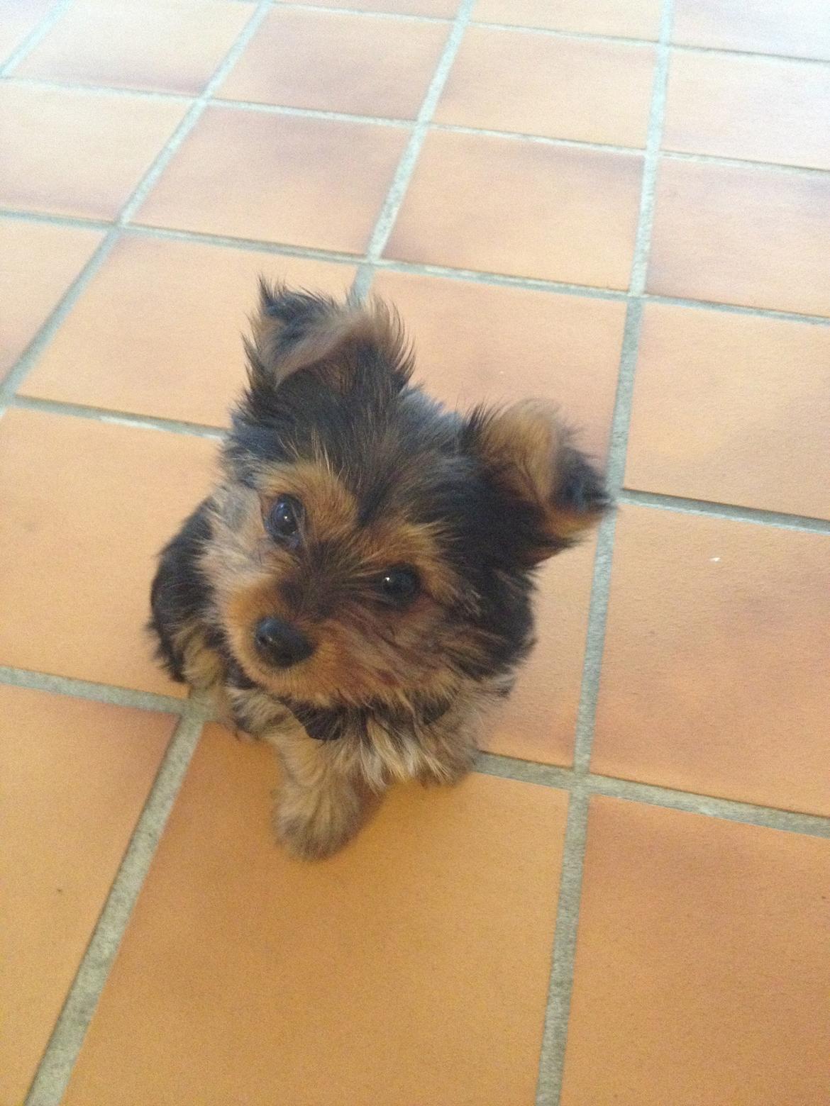 Yorkshire terrier Luna - Luna 12 uger billede 3