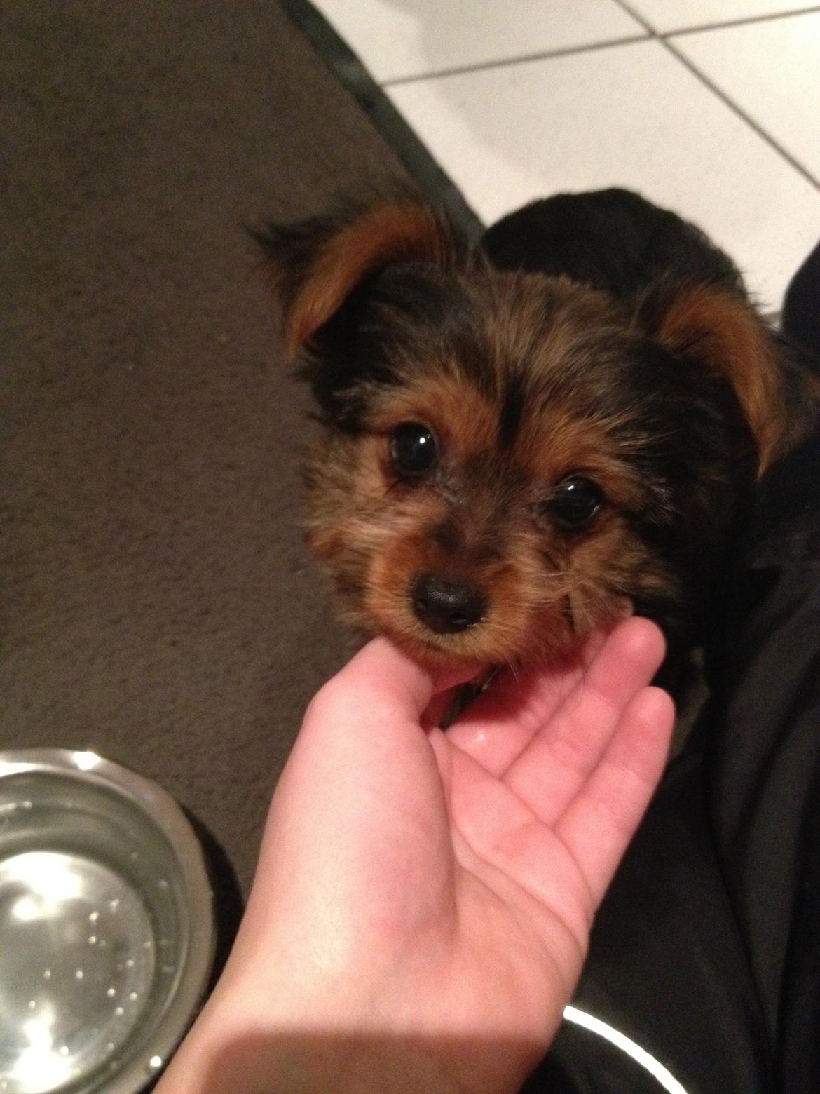 Yorkshire terrier Luna - Luna 10 uger billede 2