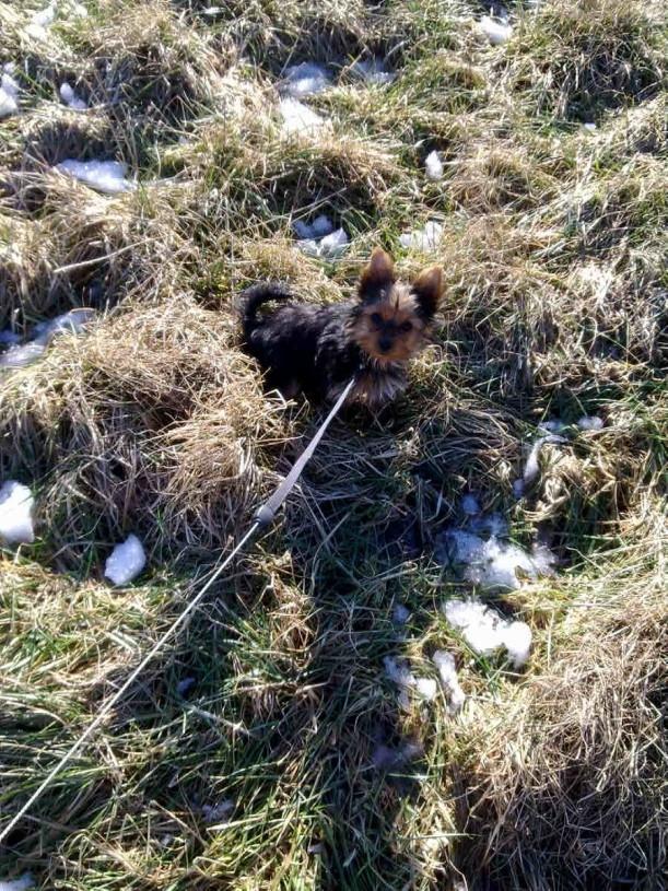 Yorkshire terrier Luna - Luna 15 uger billede 5