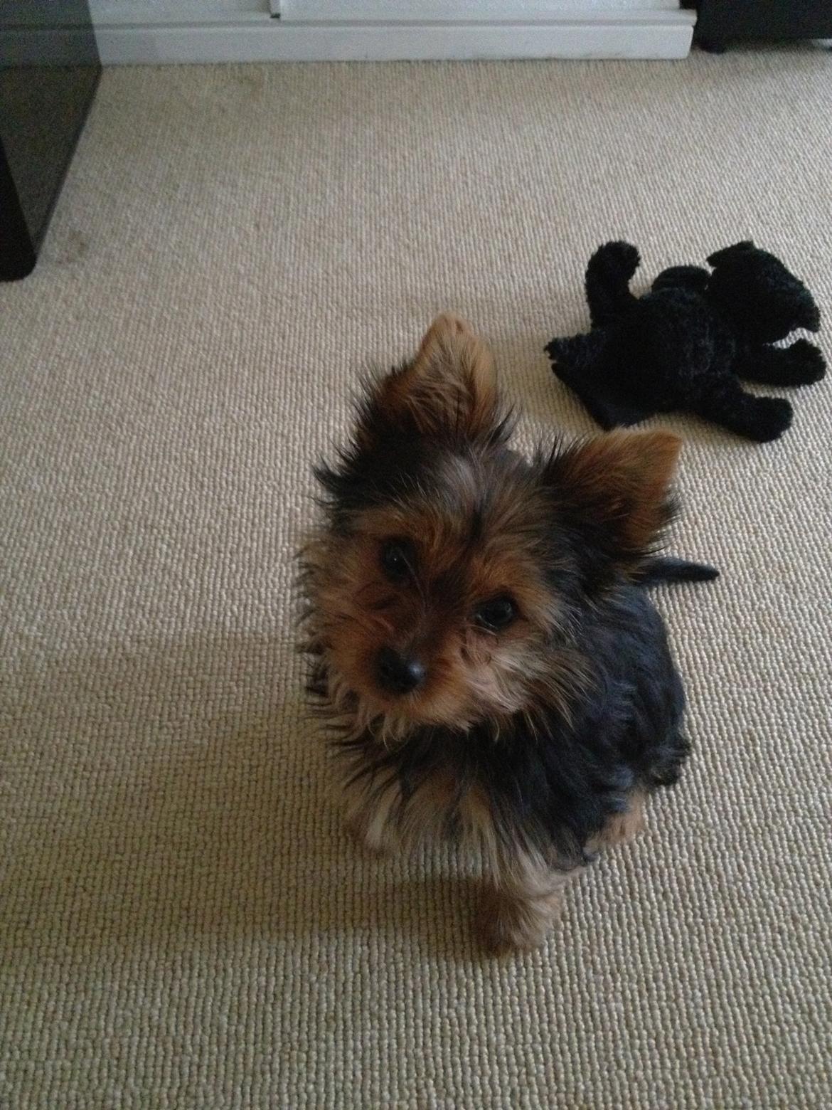 Yorkshire terrier Luna - Luna 16 uger billede 7