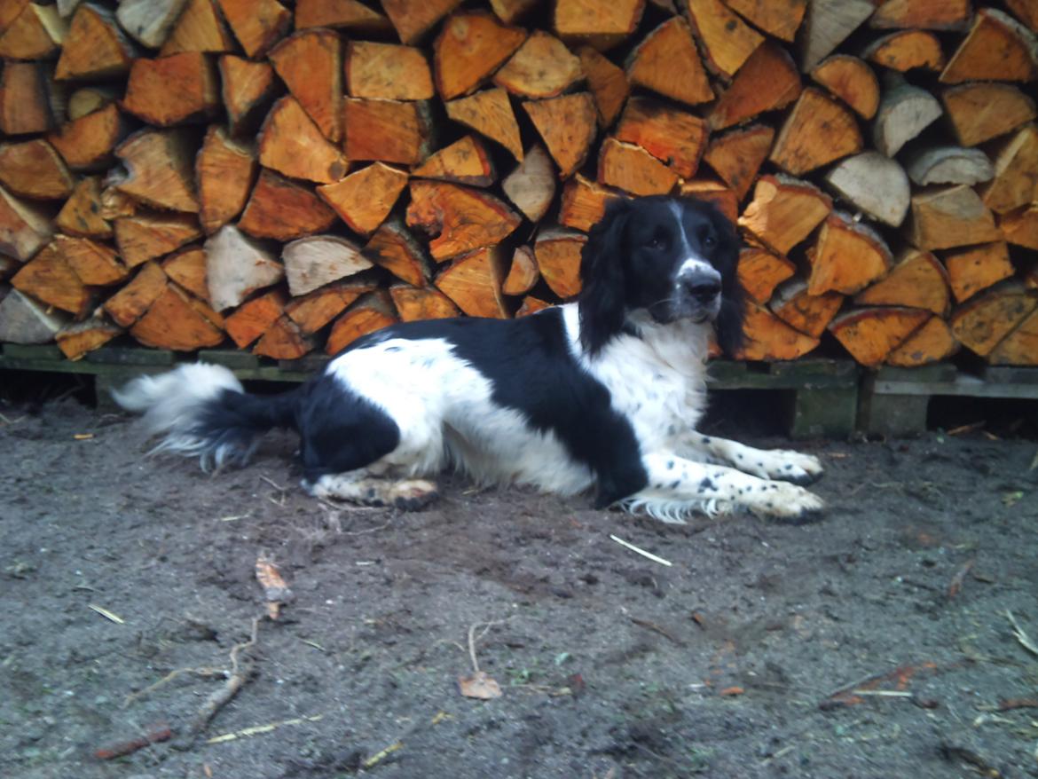Field Trial spaniel Sacho billede 4