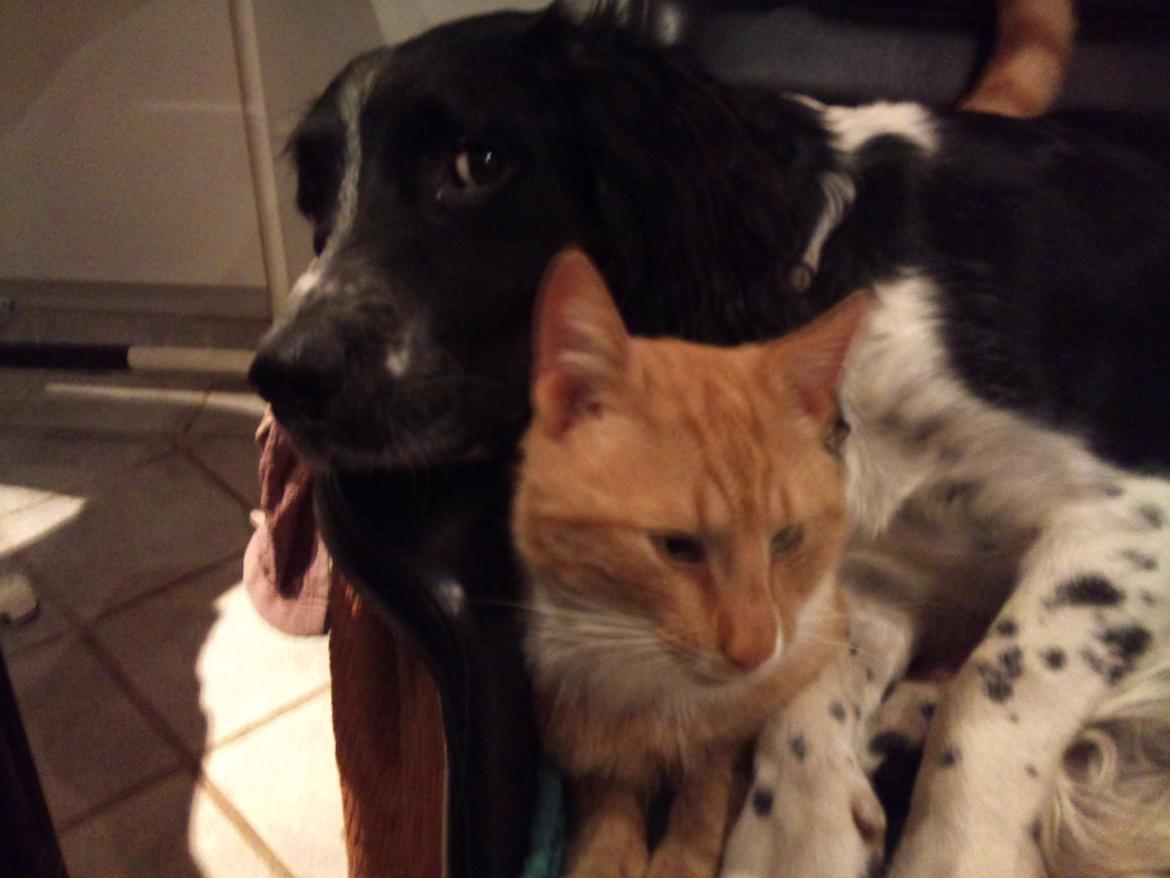 Field Trial spaniel Sacho billede 5