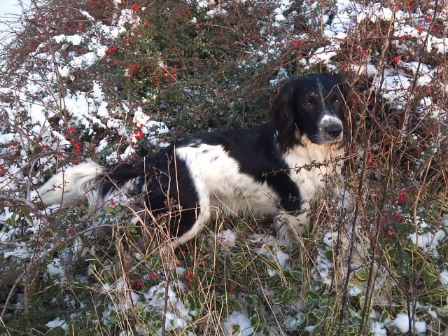 Field Trial spaniel Sacho billede 6