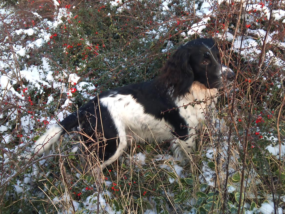 Field Trial spaniel Sacho billede 7