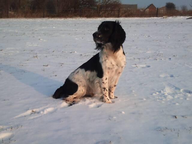 Field Trial spaniel Sacho billede 8