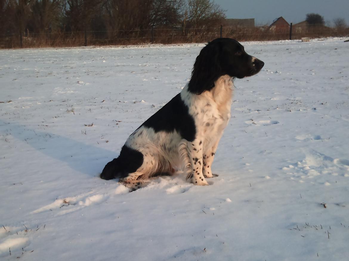 Field Trial spaniel Sacho billede 9