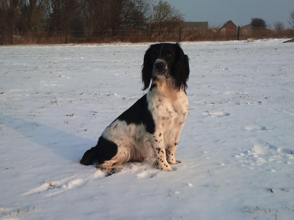 Field Trial spaniel Sacho billede 10