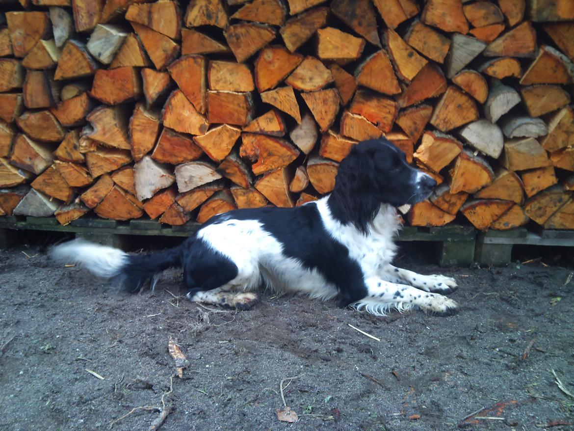 Field Trial spaniel Sacho billede 12