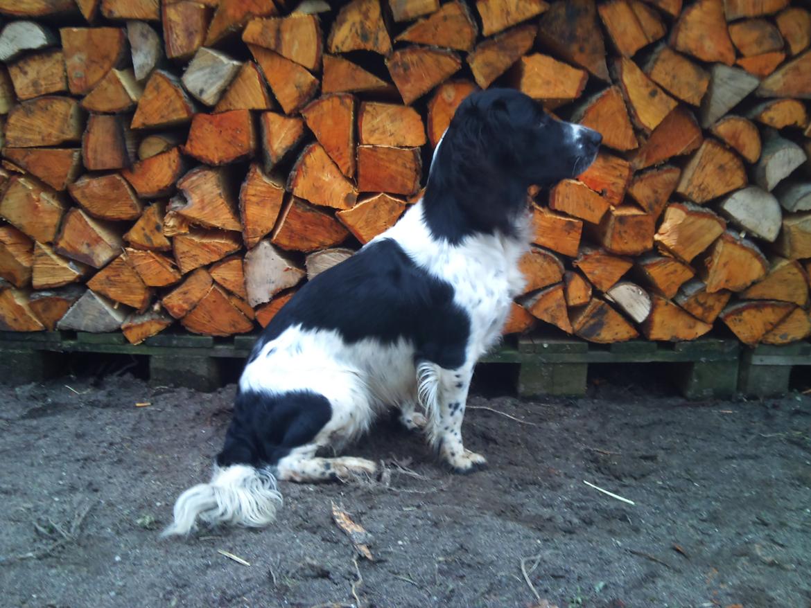 Field Trial spaniel Sacho billede 13