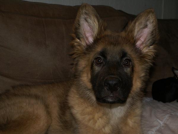 Blanding af racer Chewbacca - Chewbacca - 14½ uge billede 7