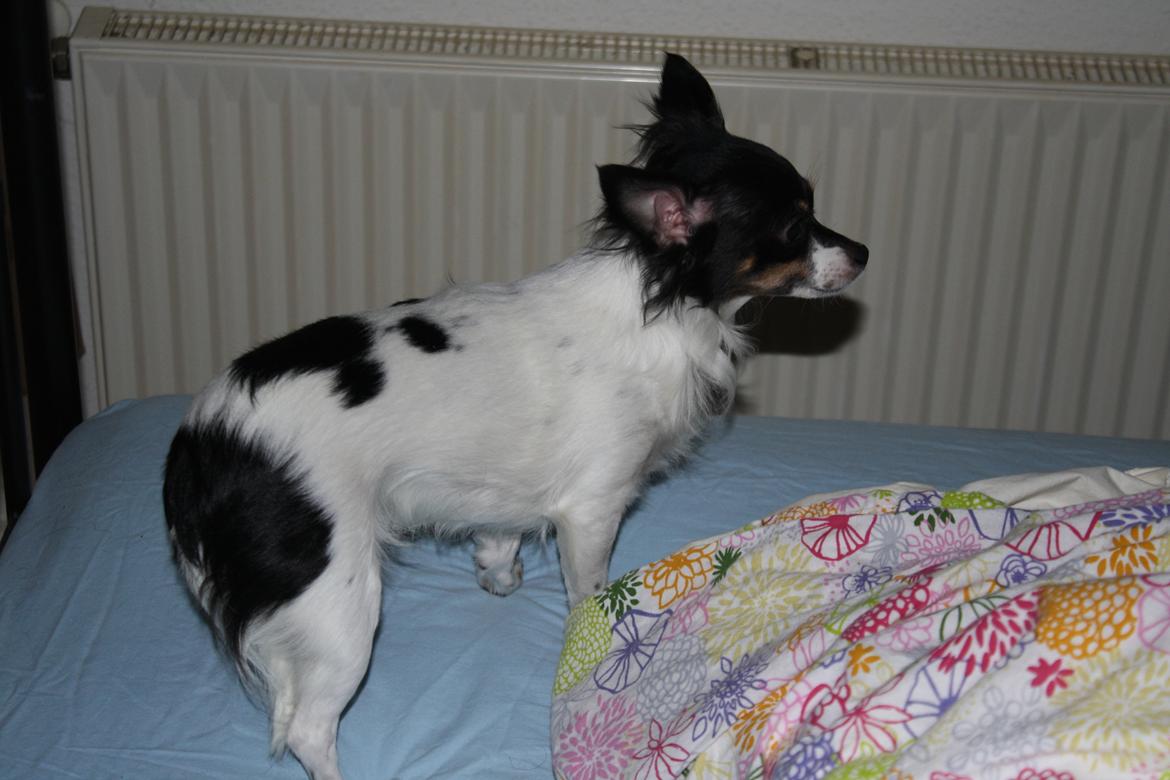 Chihuahua Angel billede 14