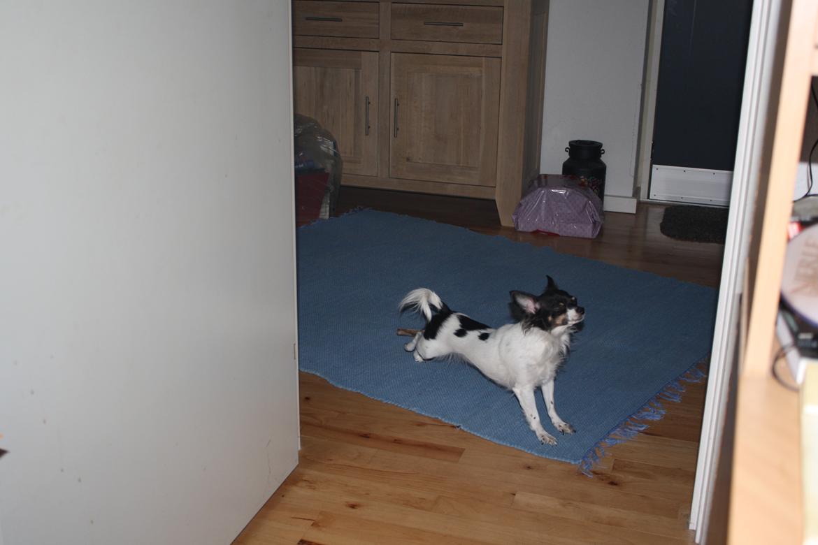 Chihuahua Angel billede 15