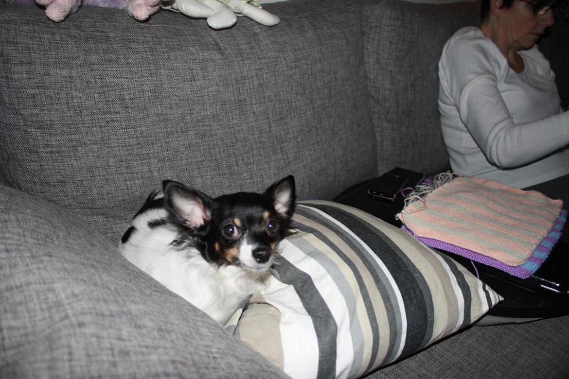 Chihuahua Angel billede 16