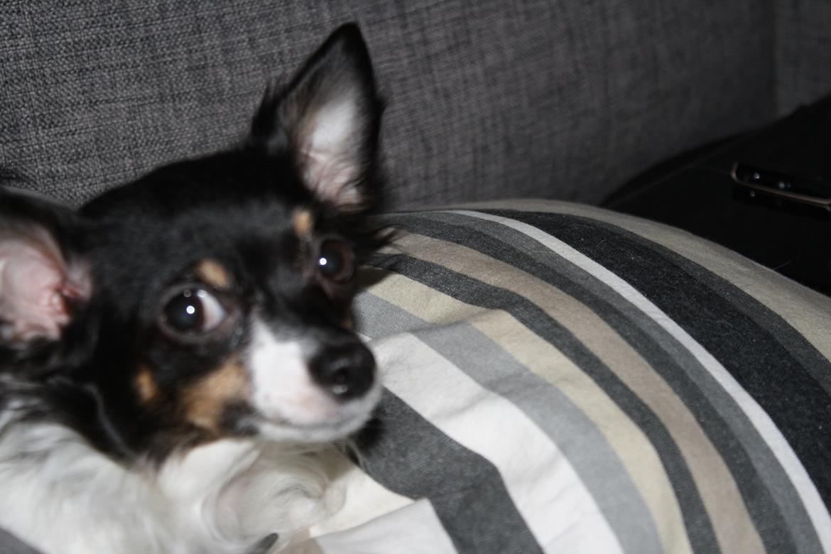 Chihuahua Angel billede 17