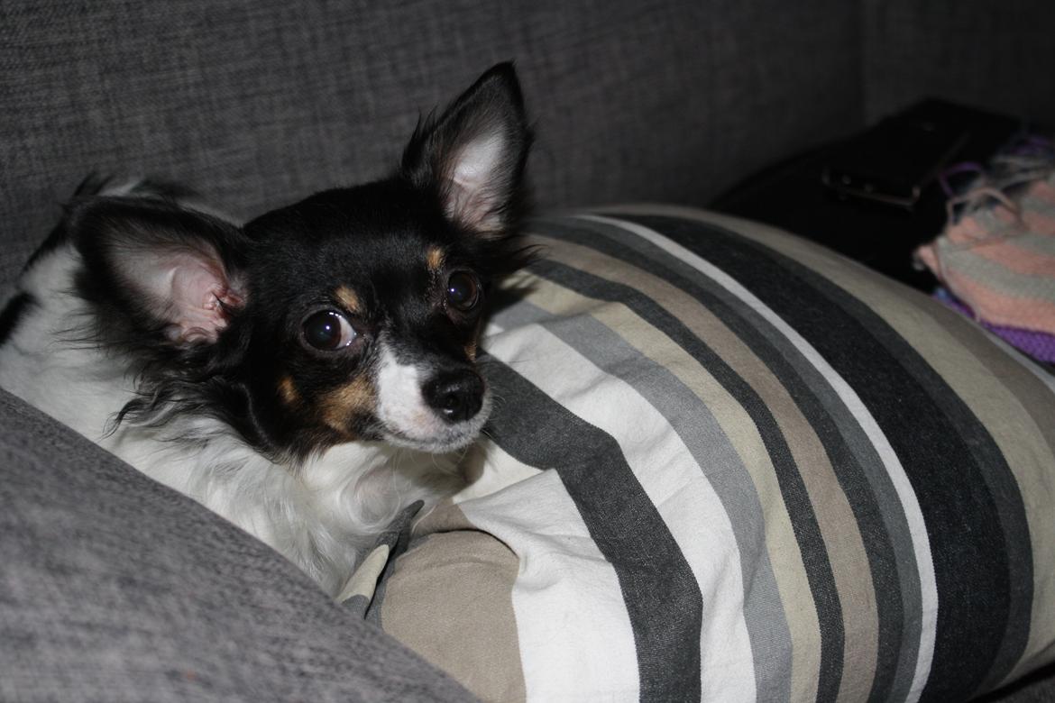 Chihuahua Angel billede 18