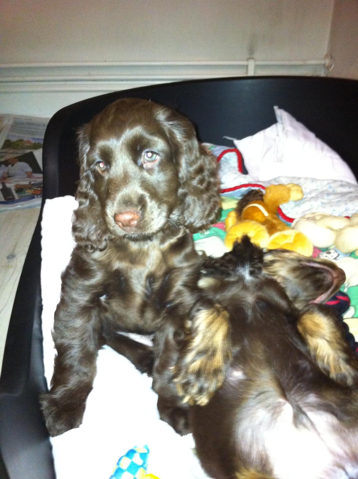 Cocker spaniel Lulu - Lulu 9 uger gammel, billedet er taget 10 minutter efter hun ankom i vores familie. billede 18