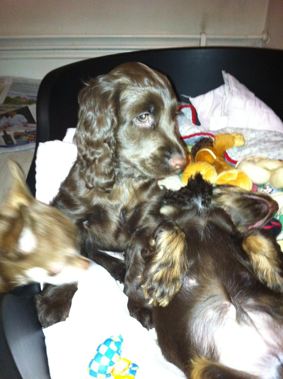 Cocker spaniel Lulu - Lulu 9 uger gammel, lige ankommet i familiens skød, godt og trykt med sin bror Henry. billede 14