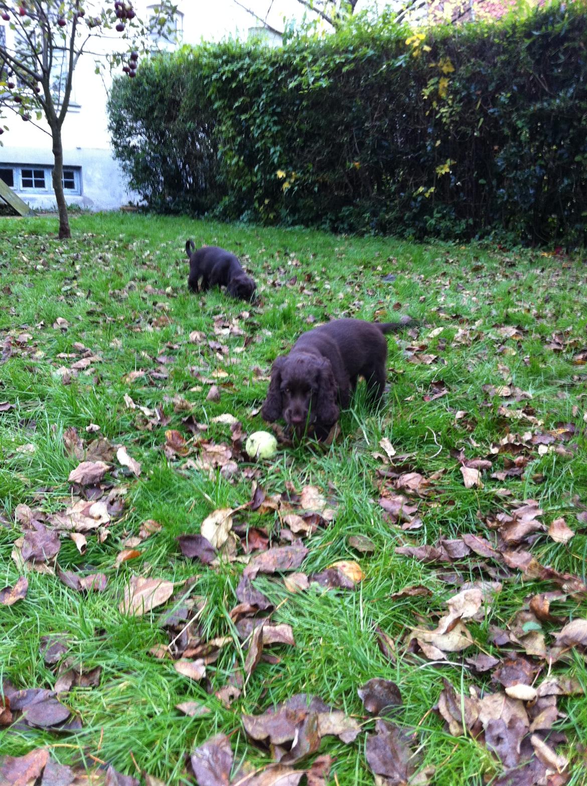 Cocker spaniel Lulu - Lulu i haven, udforsker det hele. billede 16