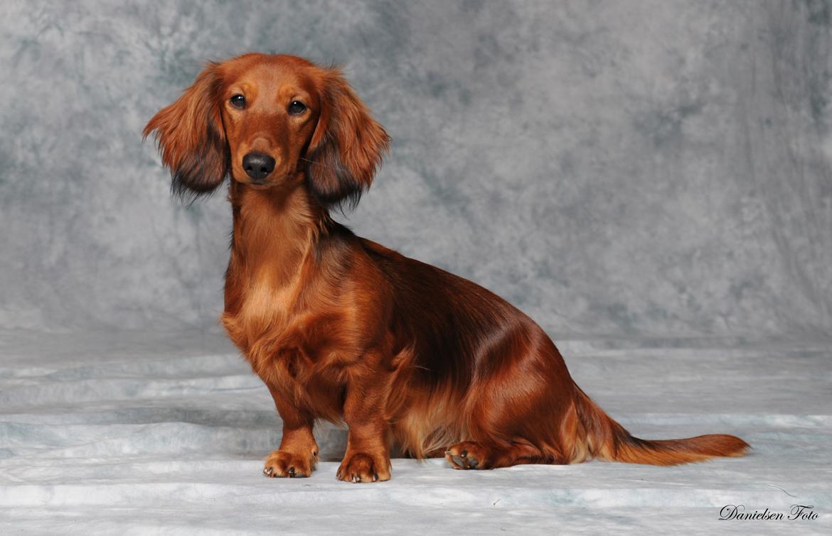 Gravhund Coco Aura's Andrea - Coco  9 mdr. billede 4