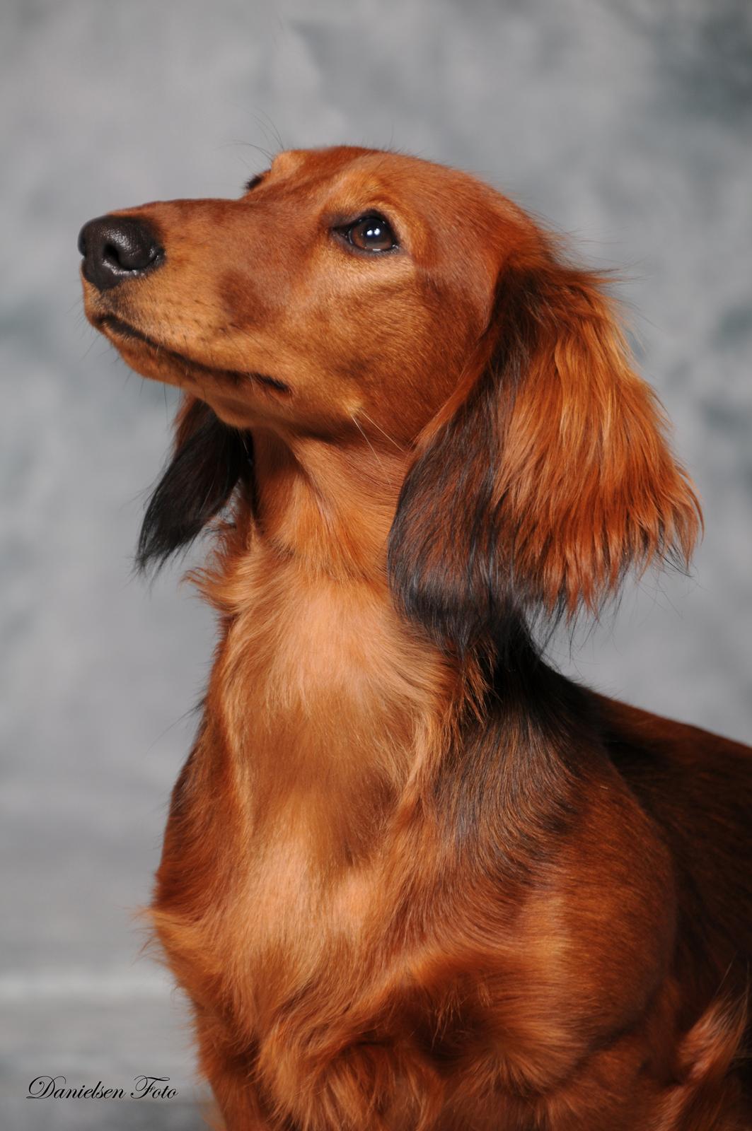 Gravhund Coco Aura's Andrea - Coco 9 mdr. billede 5