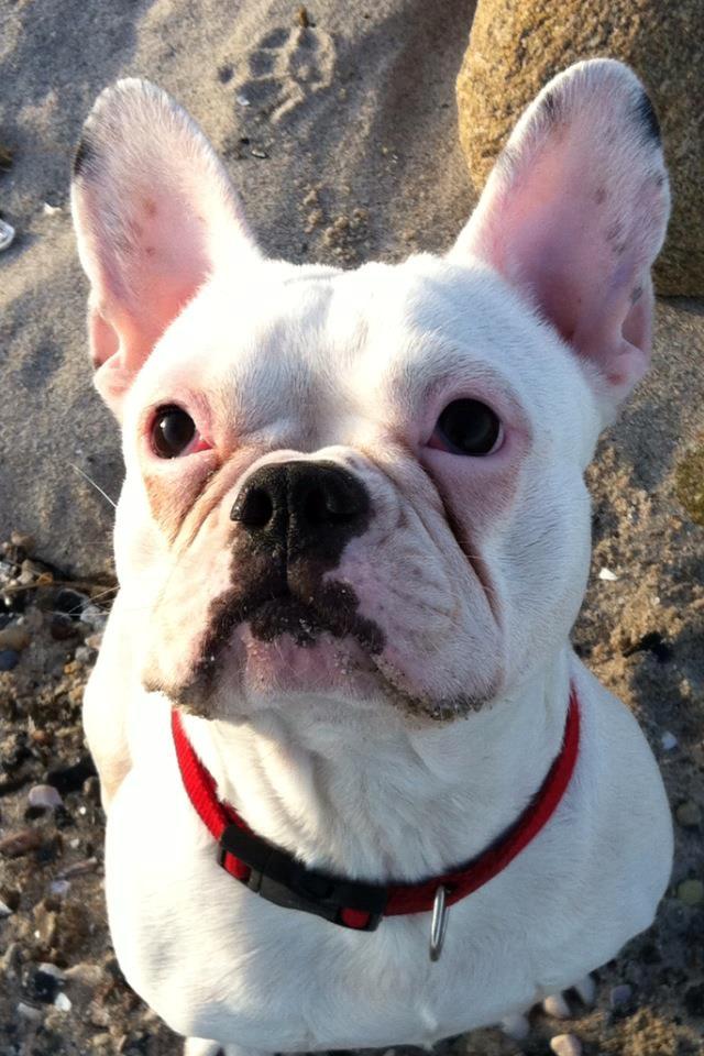 Fransk bulldog Muffi  - den jeg elsker <3  billede 1