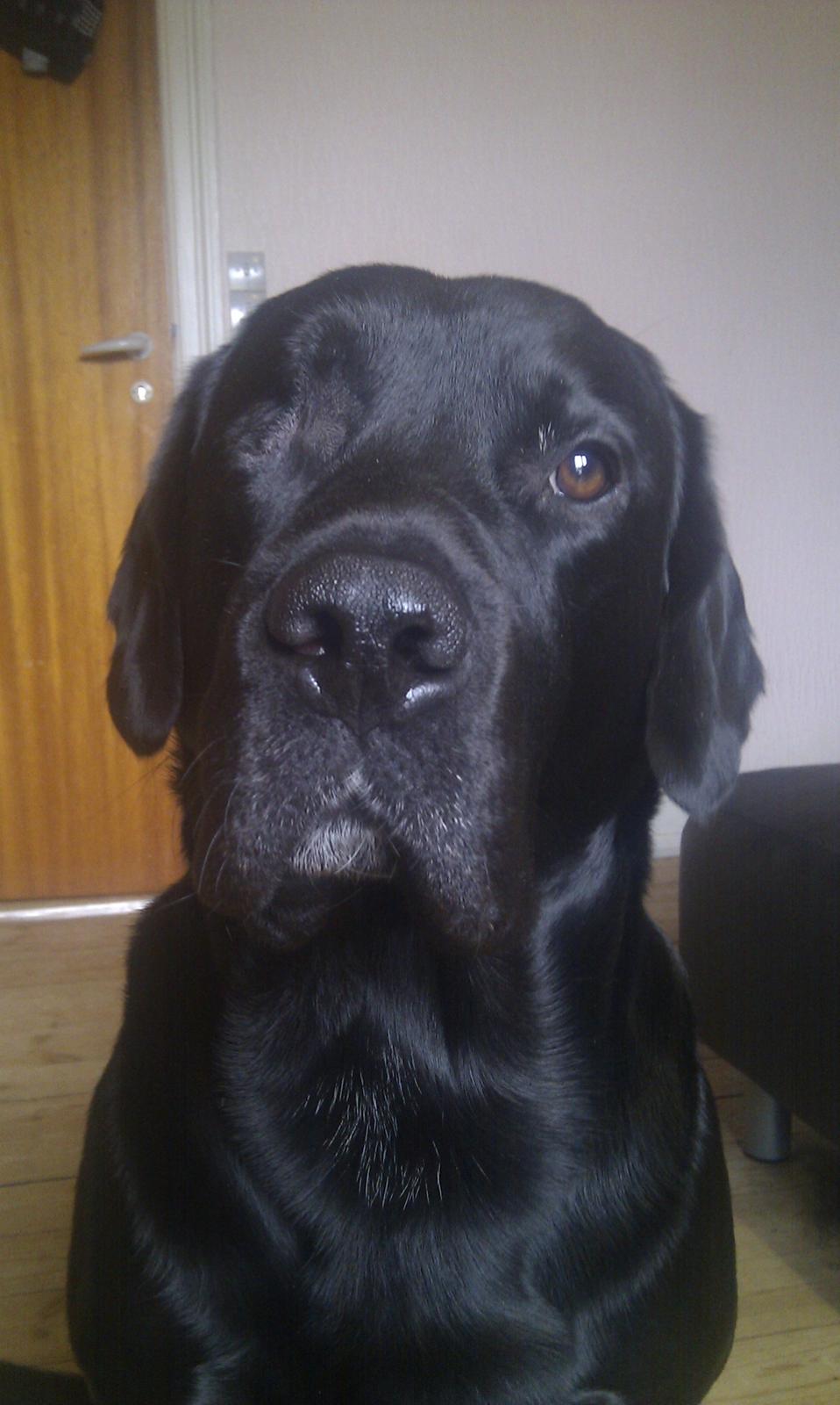 Labrador retriever Basse  billede 20