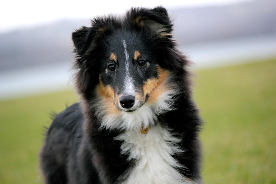 Shetland sheepdog Elverlamshuset's Uno billede 9