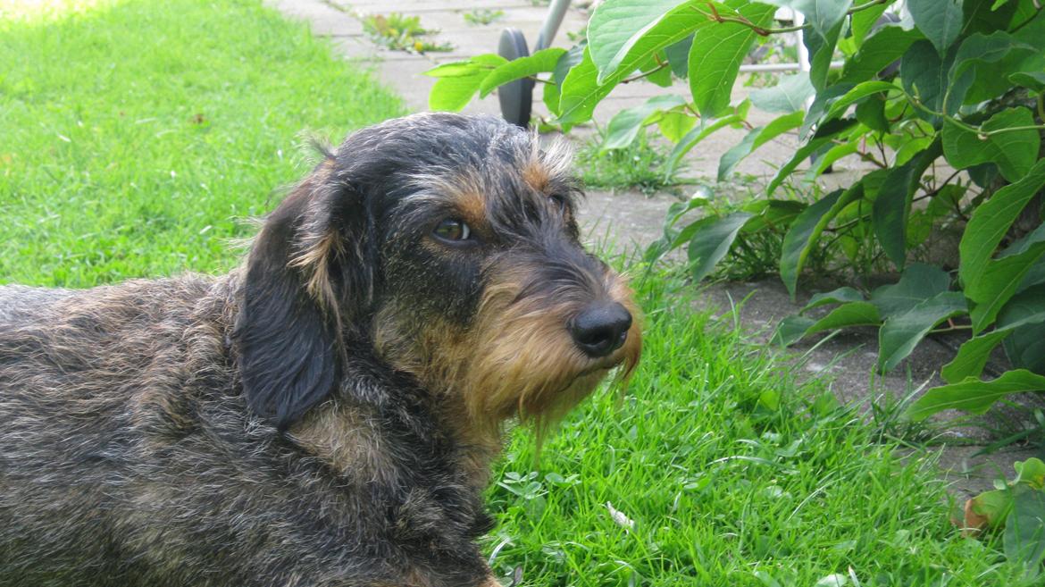 Gravhund Silke - Om sommeren elsker Silke at være ude i haven<3 billede 1