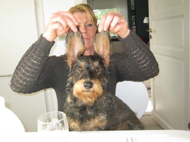 Gravhund Silke - Min mor og Silke<3 billede 2